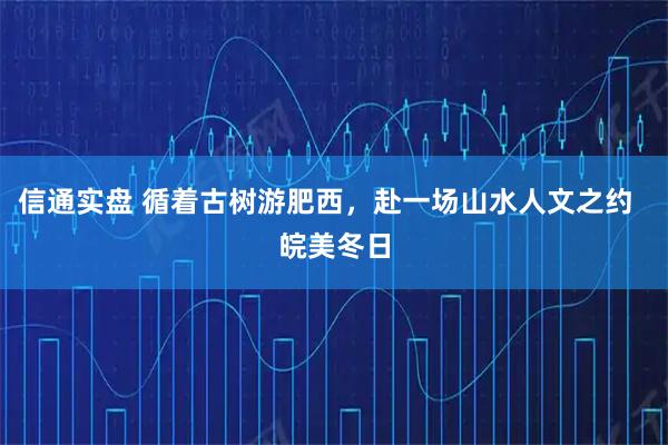 信通实盘 循着古树游肥西，赴一场山水人文之约  皖美冬日